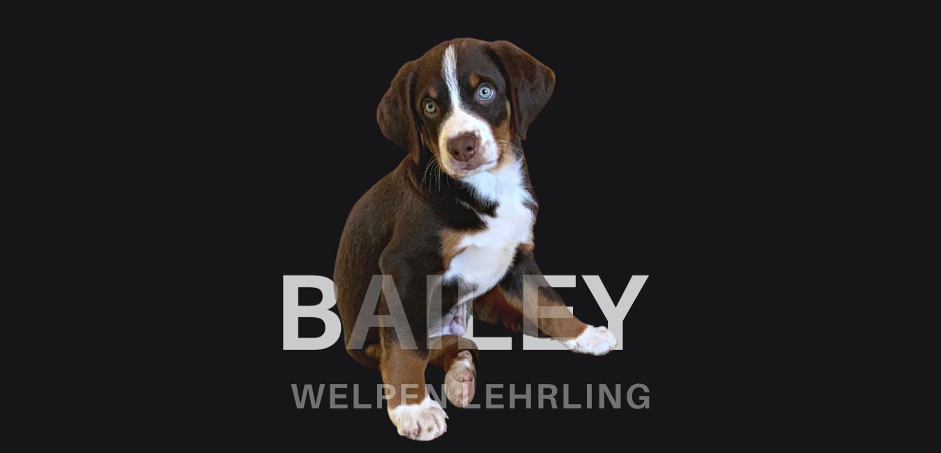 bailey-welpen-lehrling-roither